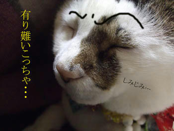 マジだわ!