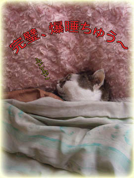 お布団の下もネコでありますように…人(´д`;)