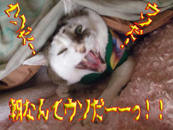 いつまで寝りゃ~気が済むんじゃい!