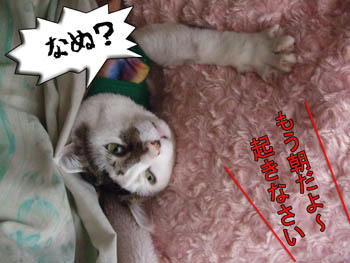 もう8時だわっ!寝ぼすけ!