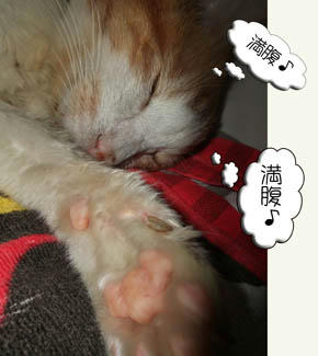いつもよずーーっとお腹いっぱいだね♪