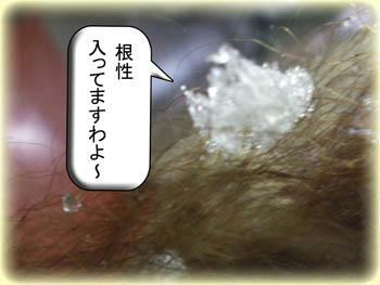 髪の毛には根性感じられないわ（泣）
