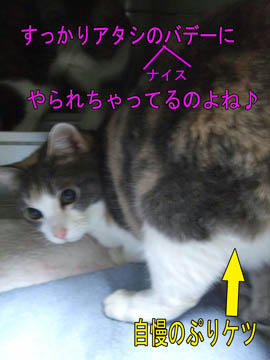 んだ、んだ！