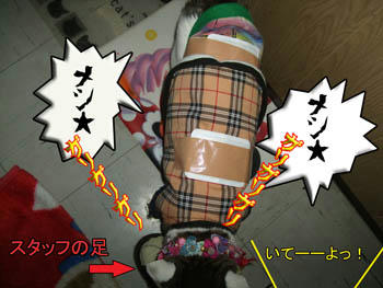 ガリガリすなっ！