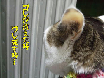大げさな…(￣ ￣)