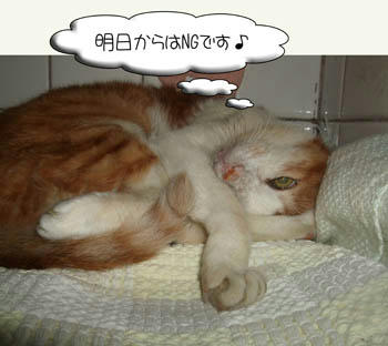 Σ(゚□゚ノ)ノエー!Σ(*゚◇゚*)ウッソー!Σヾ(*゚○゚)ノホントー!?