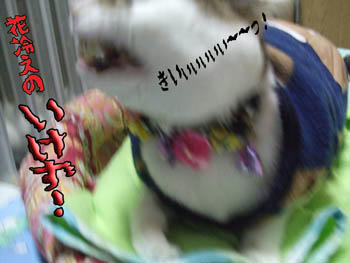 ホカロン、貼ってるくせにっ！