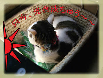 お日さま、嬉しいのぅ～～♪