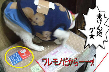 乗るなーーーっ!!