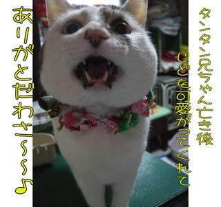 いっぱ可愛がってもらったね…