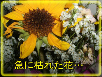 枯れるなよ~、頑張れよ~~