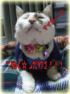 この写真を「遺影」にしました…こんな猫、いないよ！（笑）