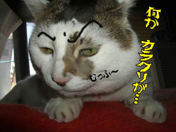 その超疑心暗鬼な顔は止めなさい！