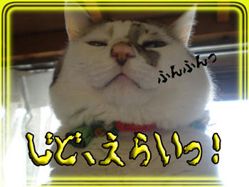 その「上から目線」は止めなさい！モデル猫ちゃんは「カメラ目線」！！