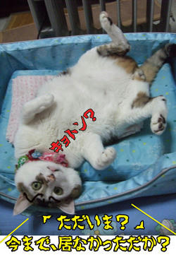 居なかったことにも気付いてないんかいっ!