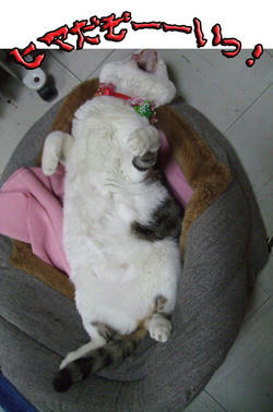 ヒマこいてるわね～～（笑）
