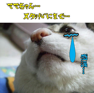 じどだけでなく、スタｯhu~にまで…有り難いこっちゃ！