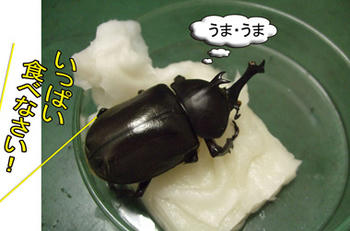 腹ヘリだったんだね…