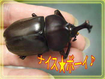 カブトちゃん！