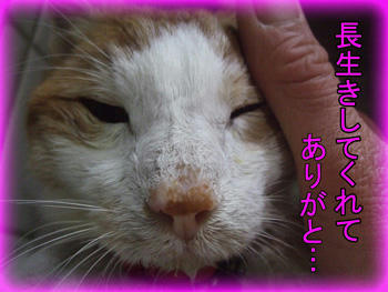 ちょぼくりんになってくれて「本当にありがとう」!!