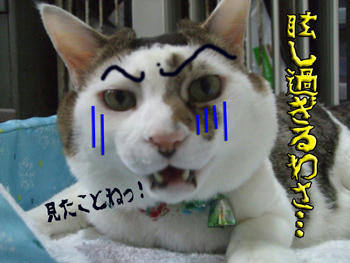 これが「大都会」よ！ふふん！