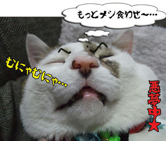フードが少ない「悪夢」を見てるんだねぇ～（泣）