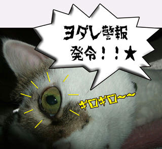どんこは好きだわね～