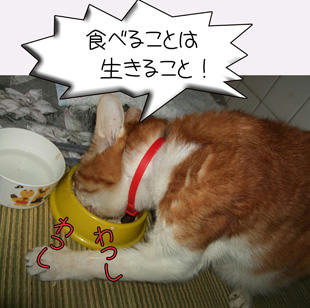 (*ﾟ∀ﾟ)*｡_｡)*ﾟ∀ﾟ)*｡_｡)ｳﾝｳﾝ、いっぱい食べるんだよ…