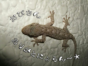好きにょろ～