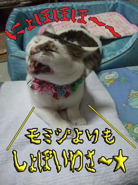 はっきり言うなっ!