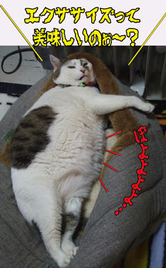 その腹はどこがで見たような？（汗