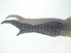 CA3A0561.JPG