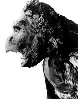 king-kong-1933-16-g.jpg