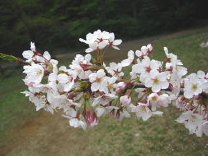 sakura1.jpg