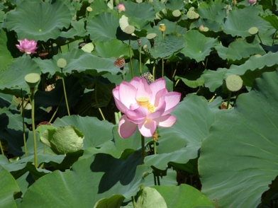蓮の花