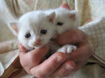 100502-kittens.jpg