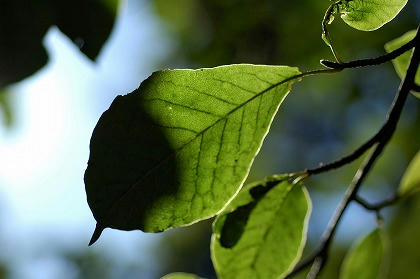 aa245578.jpg
