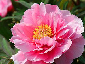 3b98c50a.jpg