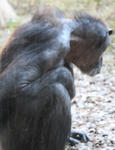 いしかわ動物園