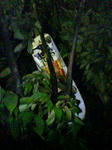 20080812003915.jpg