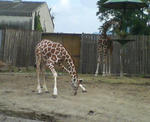 girraffe.jpg