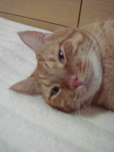 DSC00931.JPG