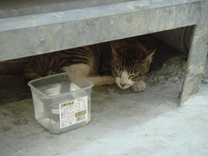 DSC03233.JPG
