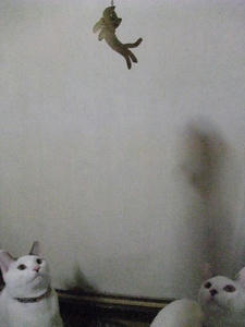2009_0220200902080017.JPG