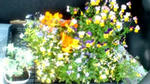 お花
