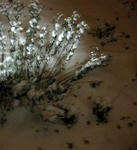 雪