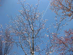 hanami1
