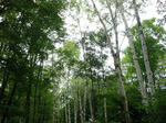furano6