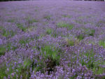 furano8