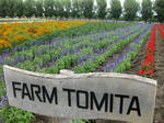furano12
